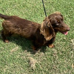 Daphne - Dachshund