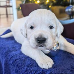Precious - Light golden female Golden Retriever puppy in Walnut Grove, Missouri from Forever Your Puppies