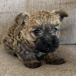 Ms. pink - Wheaten female Cairn Terrier puppy in Pottersville, Missouri from Cairn Terriers of Heatherridge,LLC