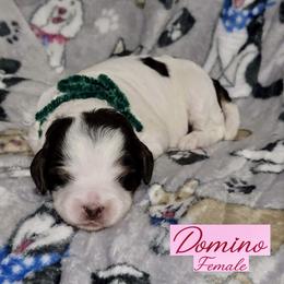 Domino - Tri-color female Australian Labradoodle puppy in Beecher, Illinois from Erica’s Doodles