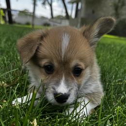 AppleJacks - Red male Pembroke Welsh Corgi puppy in Elberta, Utah from 3F Farms- Pembroke Welsh Corgis and Irish Wolfhounds