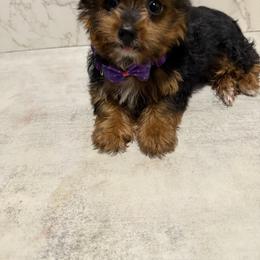 Tia - Black and tan female Yorkshire Terrier puppy in Maple Heights, Ohio from Yorkiesllc