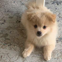 Pomeranian Puppies from Jazzi’s Poms