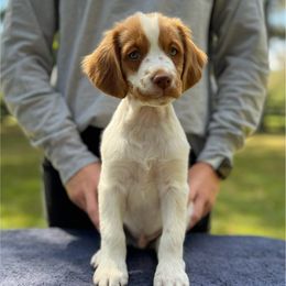 Yellow Boy - Orange and white male Brittany puppy in Milner, Georgia from Hi-Hope Kennel