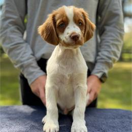 Yellow Boy - Orange and white male Brittany puppy in Milner, Georgia from Hi-Hope Kennel