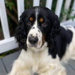 Waylon - English Springer Spaniel