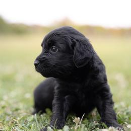 Moon - Black female Miniature Australian Shepherd puppy in Yantis, Texas from Marie Mini Aussies