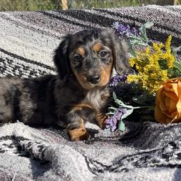 Female 1 - Dapple female Dachshund puppy in Scio, Ohio from Neuhund Mini Dachshunds