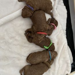 Goldendoodle Puppies from Bo doodles