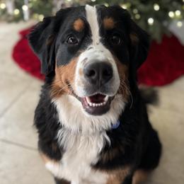 Sprout - Bernese Mountain Dog