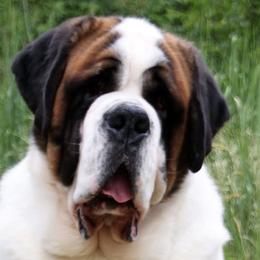 Saint Bernards from Sierra Nevada Saints