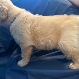 Golden Retriever Puppies from Chevaline Goldens
