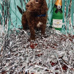 Poodle Puppies from LL Poodles On Tap