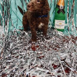 Poodle Puppies from LL Poodles On Tap