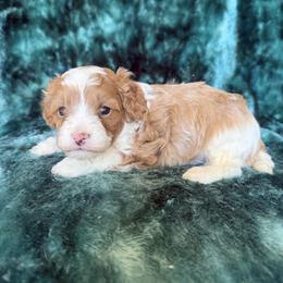 Tyler - Blenheim male Cavapoo puppy in Knoxville, Tennessee from Rocky Top Cavapoos