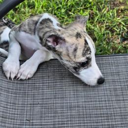 Girl 1 - Fawn brindle female Whippet puppy in Kalamazoo, Michigan from Clarriott Whippets & Cavapoos