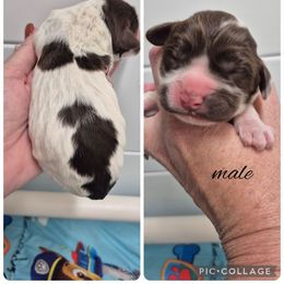 Boy 1 - Liver and white male Springerdoodle puppy in Freeland, Michigan from McNally's Springer Spaniels