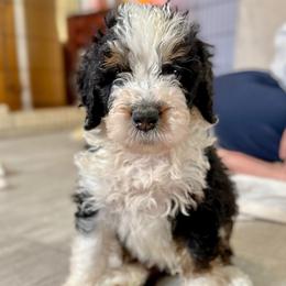 Scott Calvin - Tri-color male Bernedoodle puppy in Louisville, Kentucky from Darlin’s Doodles