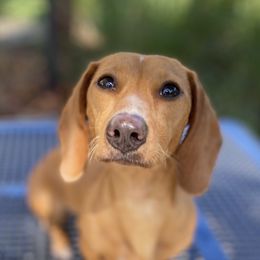 Brûlée - Dachshund