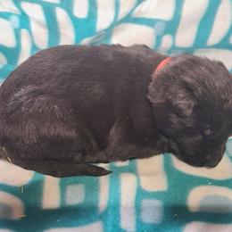 Red Collar Female - Black female German Shepherd puppy in Cadet, Missouri from Working Valley Shepherds
