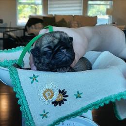 Liberty - green collar - Fawn female Pug puppy in Saint Helens, Oregon from Ebert Golden Retrievers & Pugs