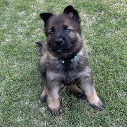 Jax - Sable male German Shepherd puppy in Pelzer, South Carolina from Lisa's Canines