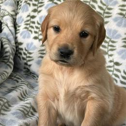 Male 2 - Black Collar - Golden male Golden Retriever puppy in Bonanza, Oregon from Gold 'N Dust Ranch