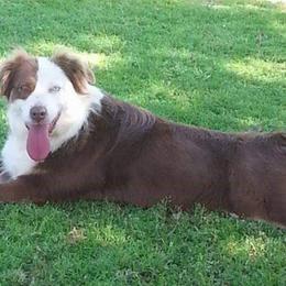 Miniature Australian Shepherd All Grown Up from Elegant Aussie