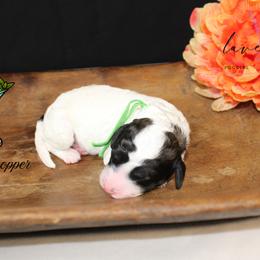 Grasshopper - Sable and white male Cockapoo puppy in Mancelona, Michigan from Lavender poodles & doodles