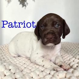 Patriot - Liver and white male German Shorthaired Pointer puppy in Polk City, Florida from Yates’ GSP