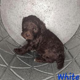 Han Solo - Brown and white male Cockapoo puppy in Fort White, Florida from Jade