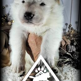 Jarvis - White male German Shepherd puppy in Sequim, Washington from German Shepherd Haus