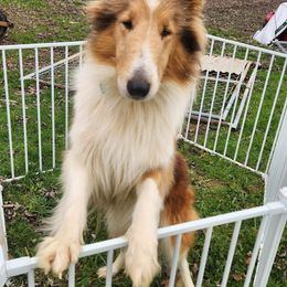 Azawakh, Collie, and Standard Schnauzer All Grown Up from Kokomo Kennels