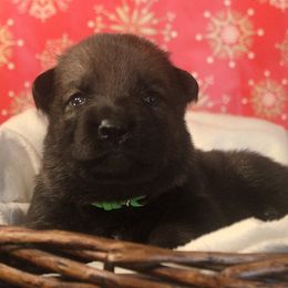 Lime Collar - Sable female German Shepherd puppy in Mansfield, Texas from Vom Anfang German Shepherds