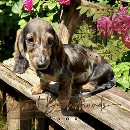 Netty - Dapple Dachshund puppy in Washington, North Carolina from Elegant Dachshunds-Eledox