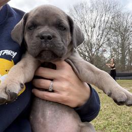 Tan - Gray and fawn female Cane Corso puppy in Opelousas, Louisiana from Azelees Cane Corso