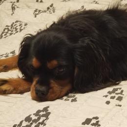 Leo - Cavalier King Charles Spaniel