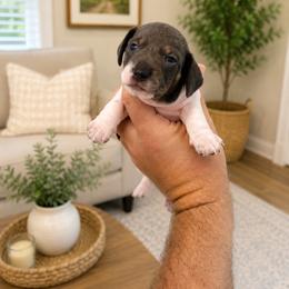 Blue  AKC  2600 - Piebald male Dachshund puppy in Indian Trail, North Carolina from Hilda’s Teenie Weenies