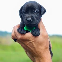 Green Boy - Black male Labrador Retriever puppy in Linville, Virginia from Virginia Labradors