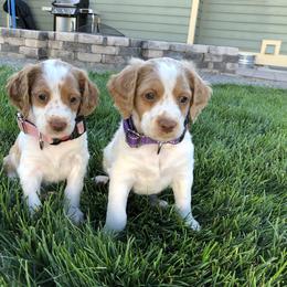 Brittany Puppies from Habig’s Brittany