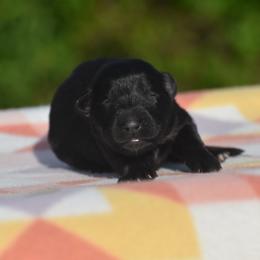 Girl 3 - Black female German Shepherd puppy in Marianna, Florida from Haus M Godwin