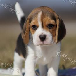 AKC 'Luna' - Black tan and white female Beagle puppy in Lamar, Missouri from Marti Acres ~ Boston Terrier & Beagles