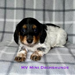 Countess - Piebald female Dachshund puppy in Carlsbad, Texas from MV Mini Dachshunds