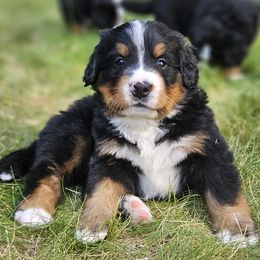 Bernese Mountain Dog Puppies from Rusty Brows Berners