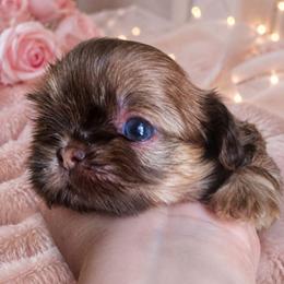 BAILENY GIRL - Liver female Shih Tzu puppy in Kissimmee, Florida from My Little Shih Tzu Dreams