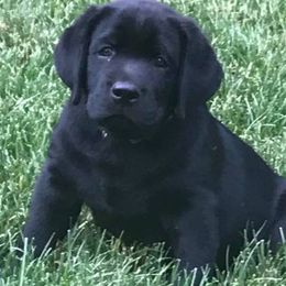 Labrador Retriever Puppies from Converse Premium Labs