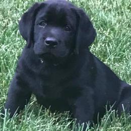 Labrador Retriever Puppies from Converse Premium Labs