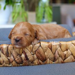 Noodle - Red male Cavapoo puppy in Salado, Texas from Red Ranch Dogs