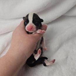 4. Red sable female - Sable female Pembroke Welsh Corgi puppy in Deming, New Mexico from Dragon Ridge Corgis