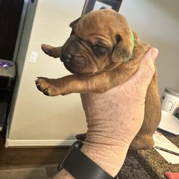 Boy 5 - Rd whtn blk nose male Rhodesian Ridgeback puppy in Surprise, Arizona from Arizona Ridgebacker